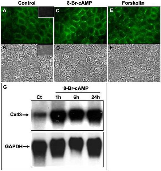 https://cdn.ncbi.nlm.nih.gov/pmc/blobs/a373/2823718/8711d5384512/1471-2121-11-3-4.jpg