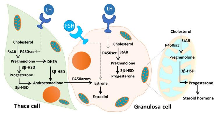 https://cdn.ncbi.nlm.nih.gov/pmc/blobs/a377/7279321/24270144e527/ijms-21-03592-g012.jpg