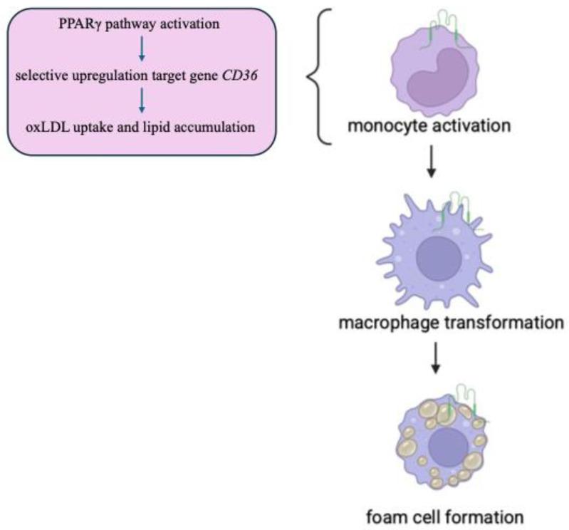 https://cdn.ncbi.nlm.nih.gov/pmc/blobs/a378/12192553/54c571529486/genes-16-00705-g003.jpg