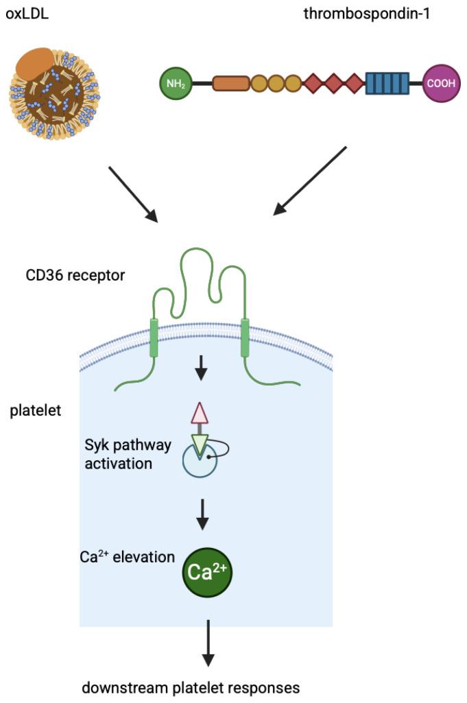 https://cdn.ncbi.nlm.nih.gov/pmc/blobs/a378/12192553/5d835d6912a9/genes-16-00705-g002.jpg