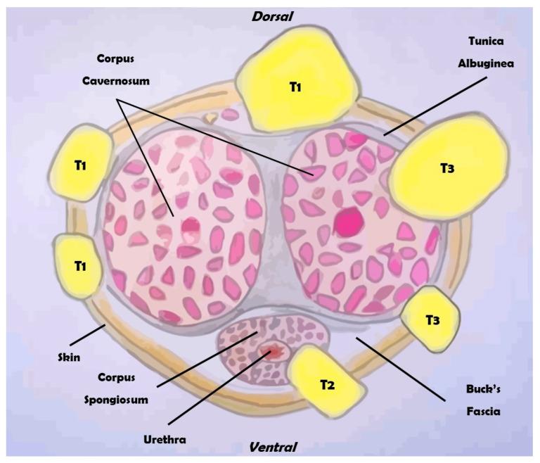https://cdn.ncbi.nlm.nih.gov/pmc/blobs/a379/11353487/5976ff5c64f9/diagnostics-14-01790-g002.jpg