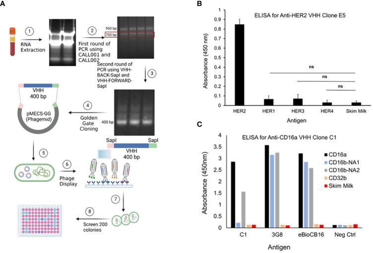https://cdn.ncbi.nlm.nih.gov/pmc/blobs/a379/9852913/a0119072ba51/fimmu-13-1039969-g001.jpg