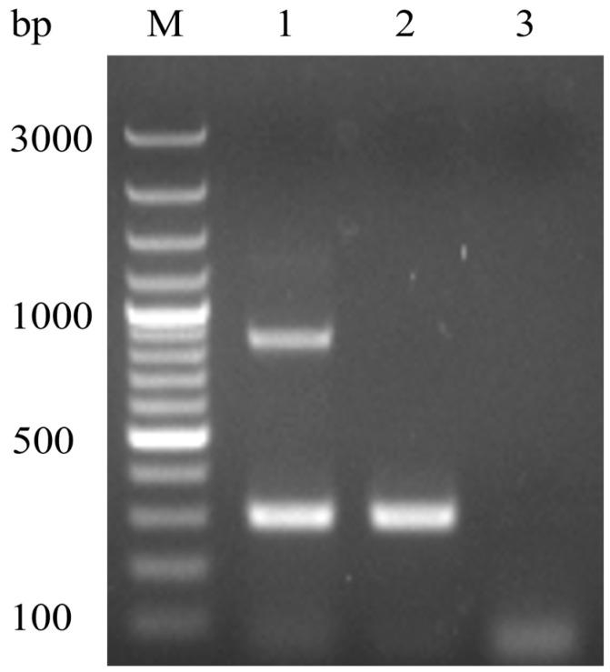 https://cdn.ncbi.nlm.nih.gov/pmc/blobs/a37c/11768531/a631efcac5cb/vetsci-12-00008-g002.jpg