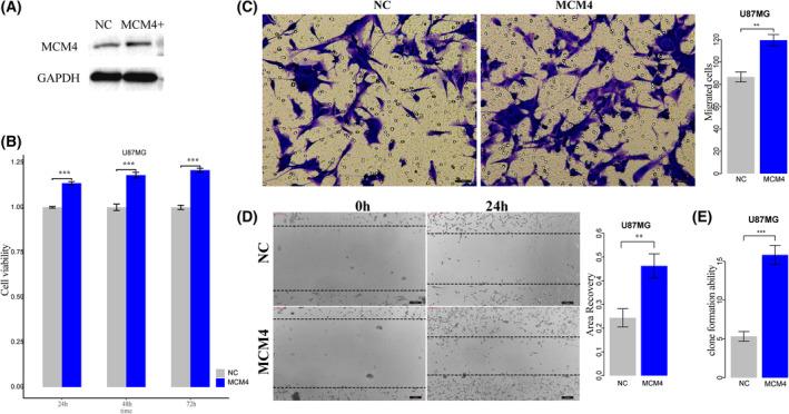 https://cdn.ncbi.nlm.nih.gov/pmc/blobs/a37d/10620122/03cfa650430a/MOL2-17-2472-g008.jpg