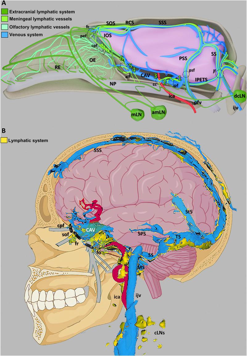 https://cdn.ncbi.nlm.nih.gov/pmc/blobs/a37d/11413538/c4bc1b75d91d/fcell-12-1467085-g003.jpg