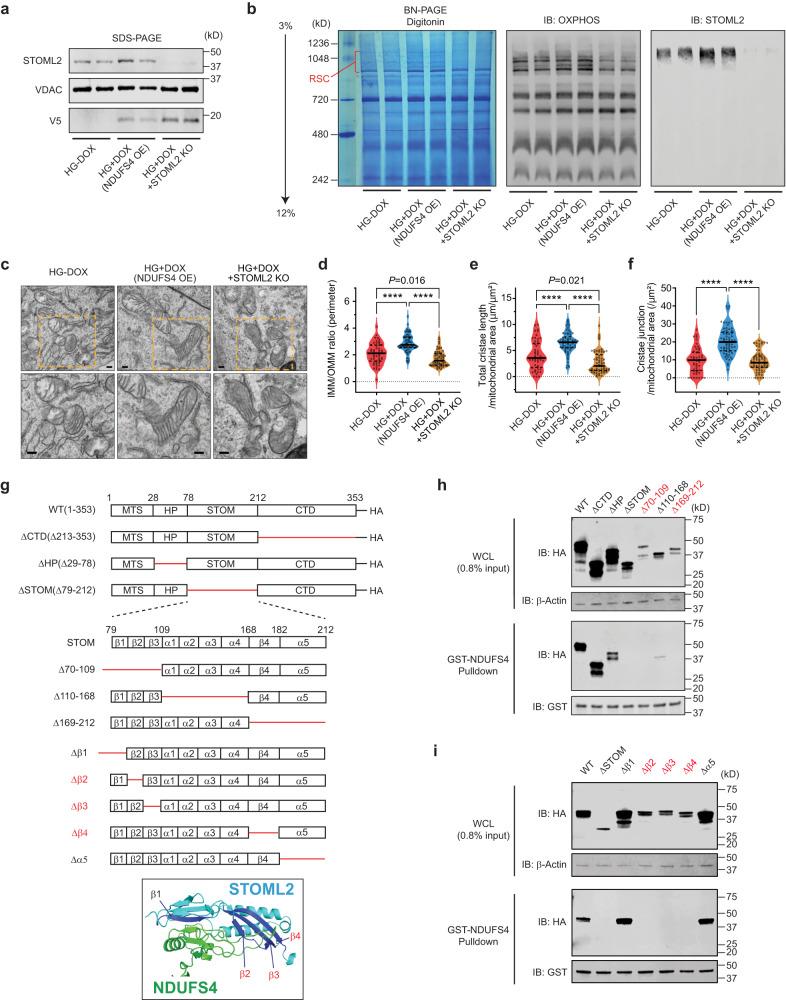https://cdn.ncbi.nlm.nih.gov/pmc/blobs/a382/10912198/b7204361e8ad/41467_2024_46366_Fig6_HTML.jpg