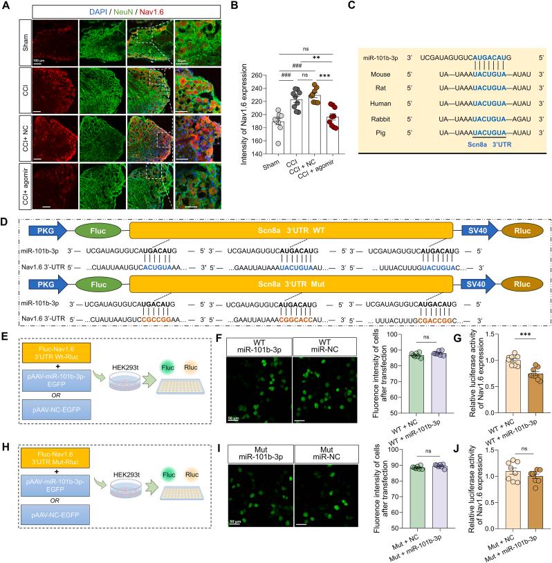 https://cdn.ncbi.nlm.nih.gov/pmc/blobs/a383/12313965/0187c7f411db/gr6.jpg