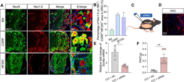 https://cdn.ncbi.nlm.nih.gov/pmc/blobs/a383/12313965/4e75a52b7062/mmcfigs14.jpg