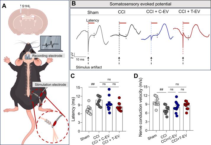 https://cdn.ncbi.nlm.nih.gov/pmc/blobs/a383/12313965/e5b1ee94225b/mmcfigs7.jpg