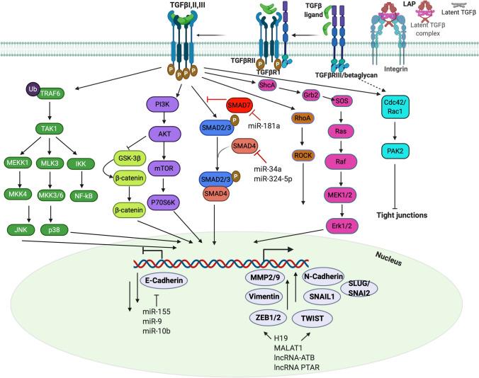 https://cdn.ncbi.nlm.nih.gov/pmc/blobs/a385/7987693/0fda6f7f2421/10585_2021_10077_Fig1_HTML.jpg