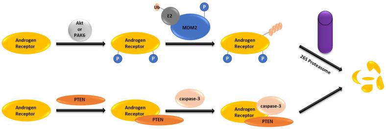 https://cdn.ncbi.nlm.nih.gov/pmc/blobs/a387/10854644/45fe611785a9/cancers-16-00663-g001.jpg