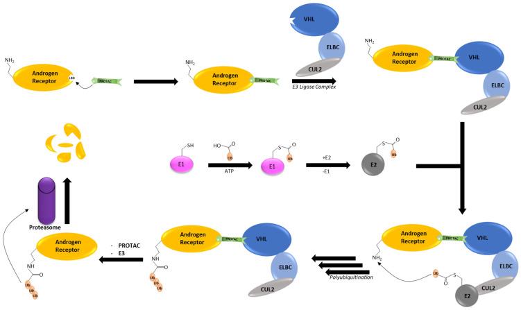 https://cdn.ncbi.nlm.nih.gov/pmc/blobs/a387/10854644/c5231de78a04/cancers-16-00663-g002.jpg