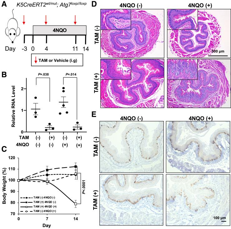 https://cdn.ncbi.nlm.nih.gov/pmc/blobs/a387/11126828/65e6ec903232/gr5.jpg