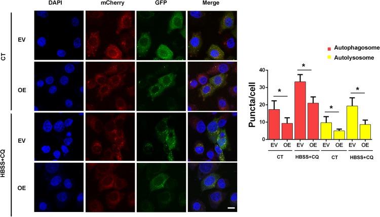 https://cdn.ncbi.nlm.nih.gov/pmc/blobs/a389/7005724/97061b72793f/fcell-07-00375-g002.jpg