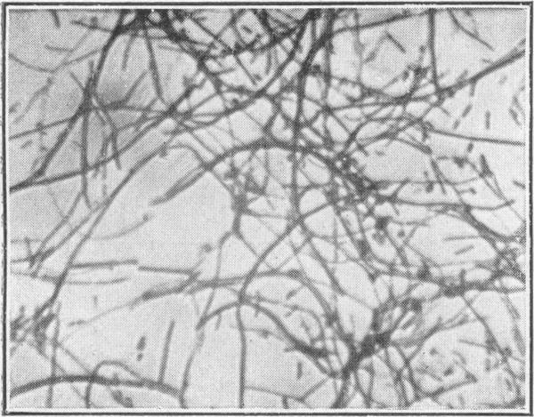 https://cdn.ncbi.nlm.nih.gov/pmc/blobs/a38b/1996356/4b8c0df22bbf/pubhealthreporig01965-0014-b.jpg