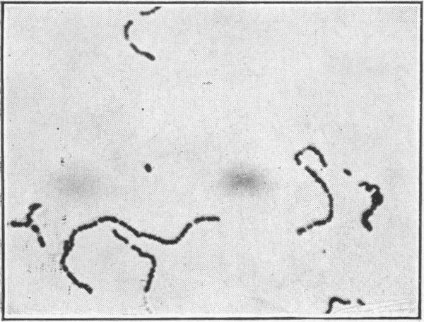 https://cdn.ncbi.nlm.nih.gov/pmc/blobs/a38b/1996356/7560eb1c92cb/pubhealthreporig01965-0014-d.jpg