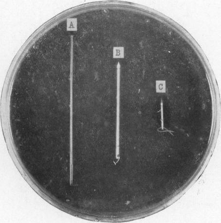 https://cdn.ncbi.nlm.nih.gov/pmc/blobs/a38b/1996356/b4de2b739f80/pubhealthreporig01965-0013-b.jpg
