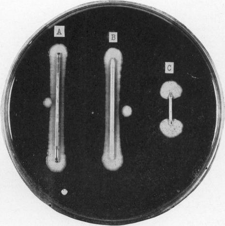 https://cdn.ncbi.nlm.nih.gov/pmc/blobs/a38b/1996356/c18ea044a854/pubhealthreporig01965-0012-b.jpg