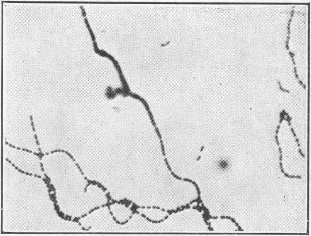 https://cdn.ncbi.nlm.nih.gov/pmc/blobs/a38b/1996356/d60a243104e2/pubhealthreporig01965-0014-c.jpg