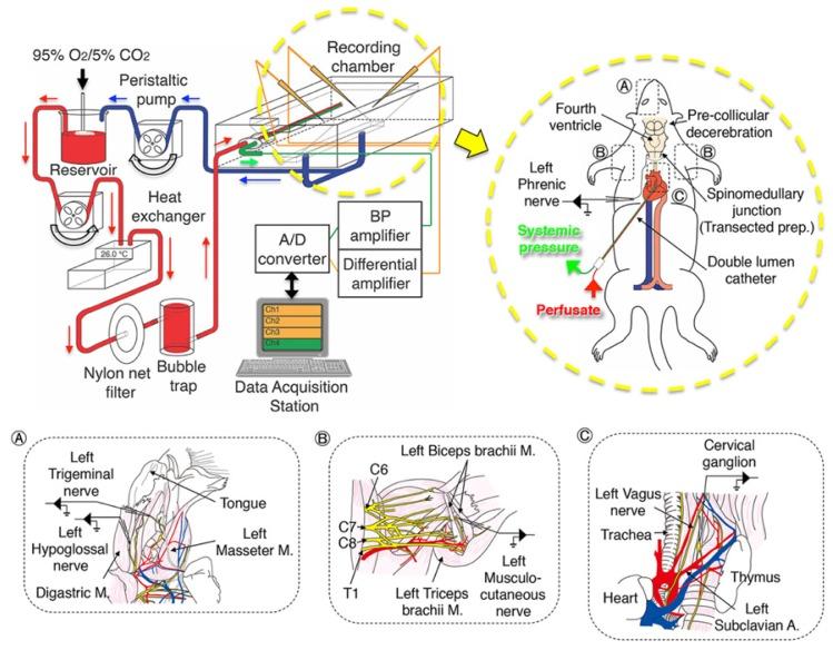 https://cdn.ncbi.nlm.nih.gov/pmc/blobs/a394/4936616/b0576c9777e9/tnsci-2015-0008f1.jpg