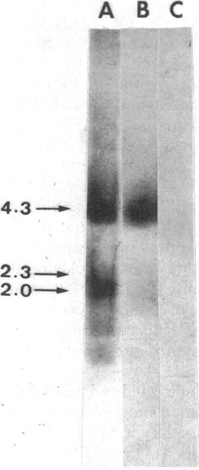 https://cdn.ncbi.nlm.nih.gov/pmc/blobs/a396/215132/0e0e35b7c0fc/jbacter00236-0100-a.jpg