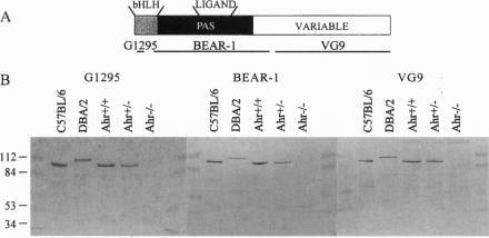 https://cdn.ncbi.nlm.nih.gov/pmc/blobs/a397/39095/0f3bcfdc9b68/pnas01517-0529-a.jpg