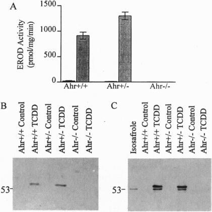 https://cdn.ncbi.nlm.nih.gov/pmc/blobs/a397/39095/a5a159c4511c/pnas01517-0529-b.jpg