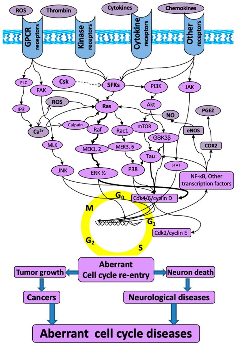 https://cdn.ncbi.nlm.nih.gov/pmc/blobs/a39a/9784968/2e99c16127c1/pharmaceuticals-15-01546-g001.jpg