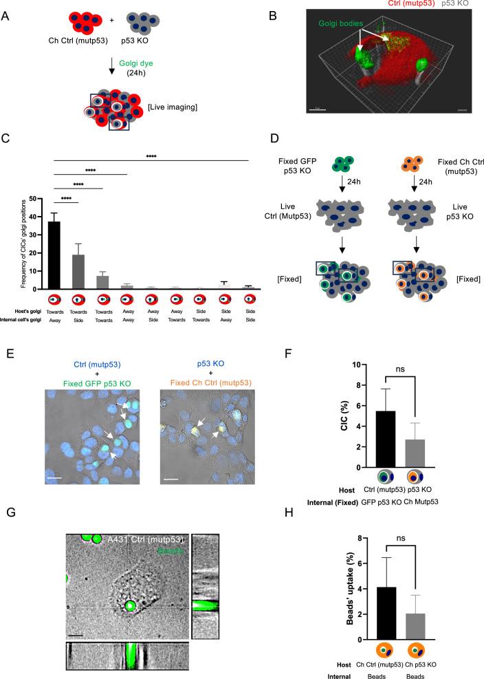 https://cdn.ncbi.nlm.nih.gov/pmc/blobs/a39f/12218370/3b6f207319c3/41420_2025_2582_Fig2_HTML.jpg