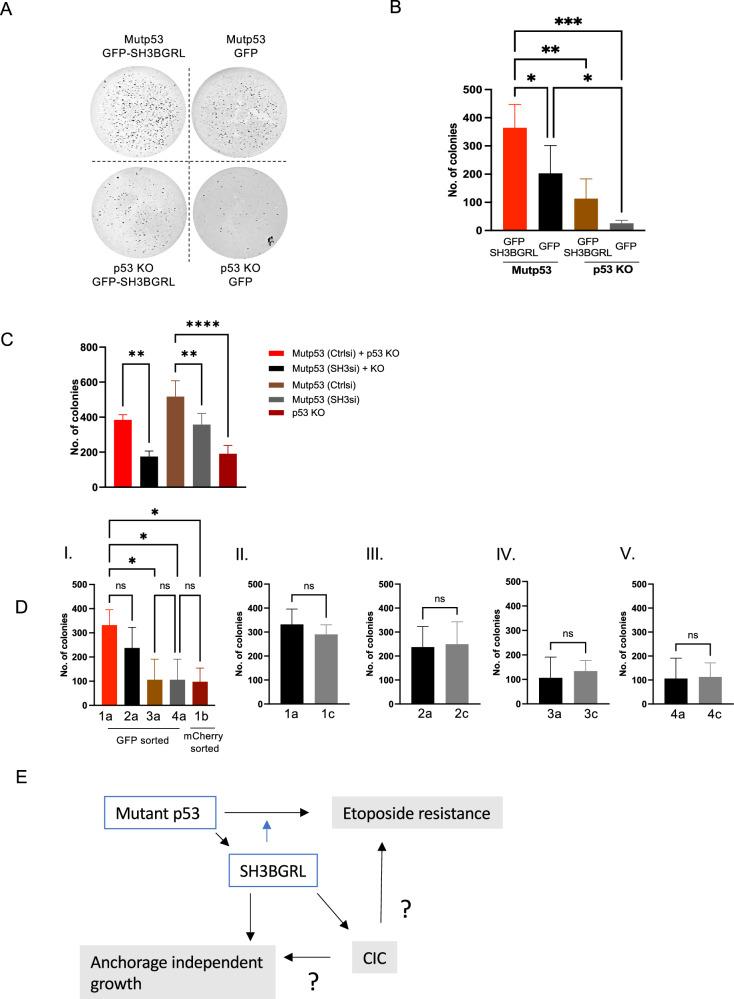 https://cdn.ncbi.nlm.nih.gov/pmc/blobs/a39f/12218370/5a406a93a970/41420_2025_2582_Fig6_HTML.jpg