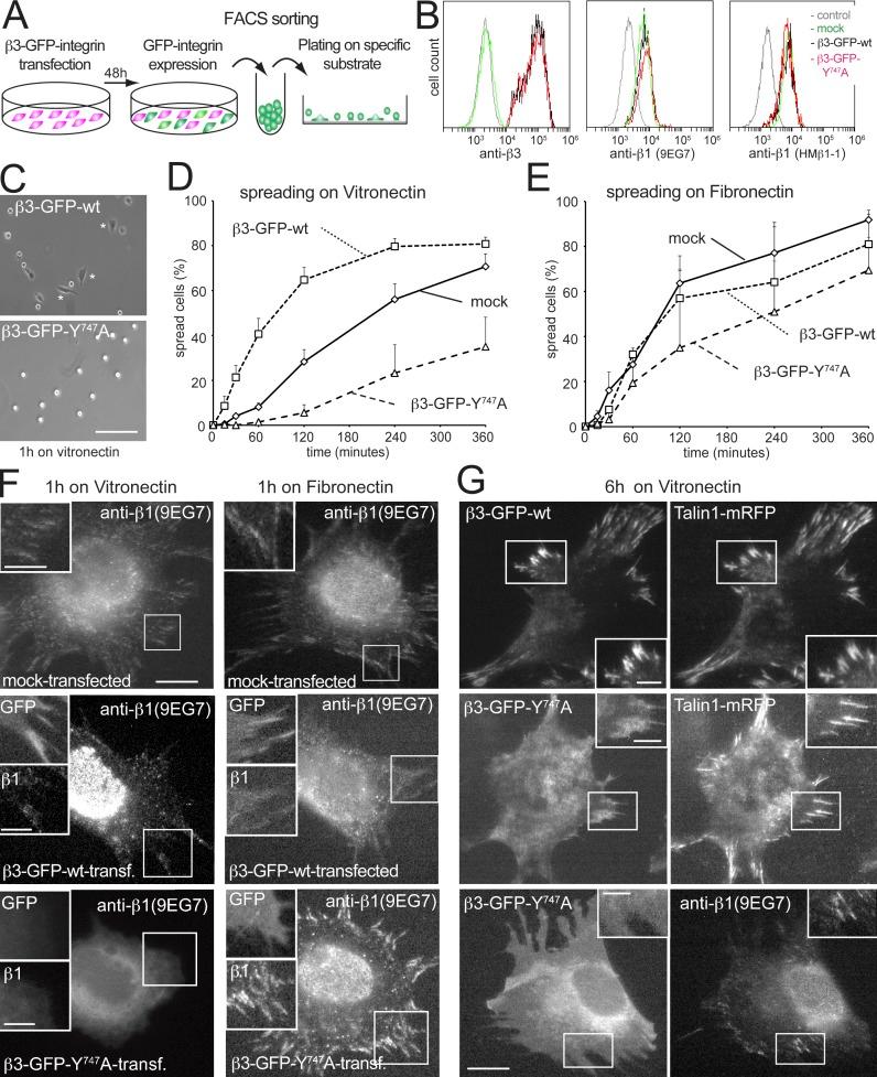 https://cdn.ncbi.nlm.nih.gov/pmc/blobs/a39f/4003243/01faa05c9a39/JCB_201308136_Fig1.jpg