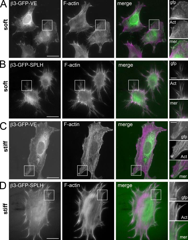 https://cdn.ncbi.nlm.nih.gov/pmc/blobs/a39f/4003243/3f9345d4f79a/JCB_201308136_Fig7.jpg