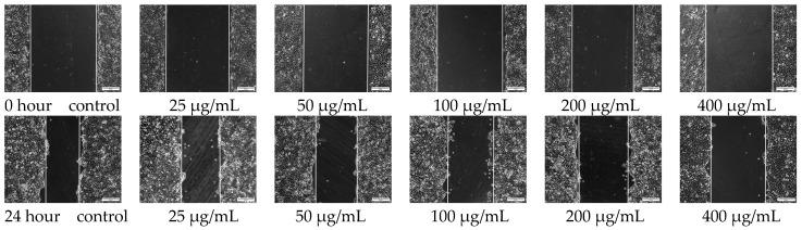 https://cdn.ncbi.nlm.nih.gov/pmc/blobs/a3a6/10535267/1a64cd242f86/polymers-15-03659-g008.jpg