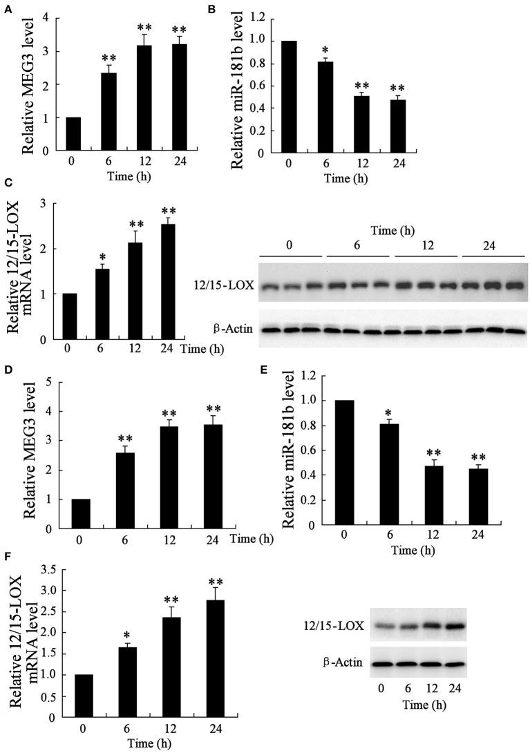 https://cdn.ncbi.nlm.nih.gov/pmc/blobs/a3a6/5009716/34598709a233/fncel-10-00201-g0001.jpg