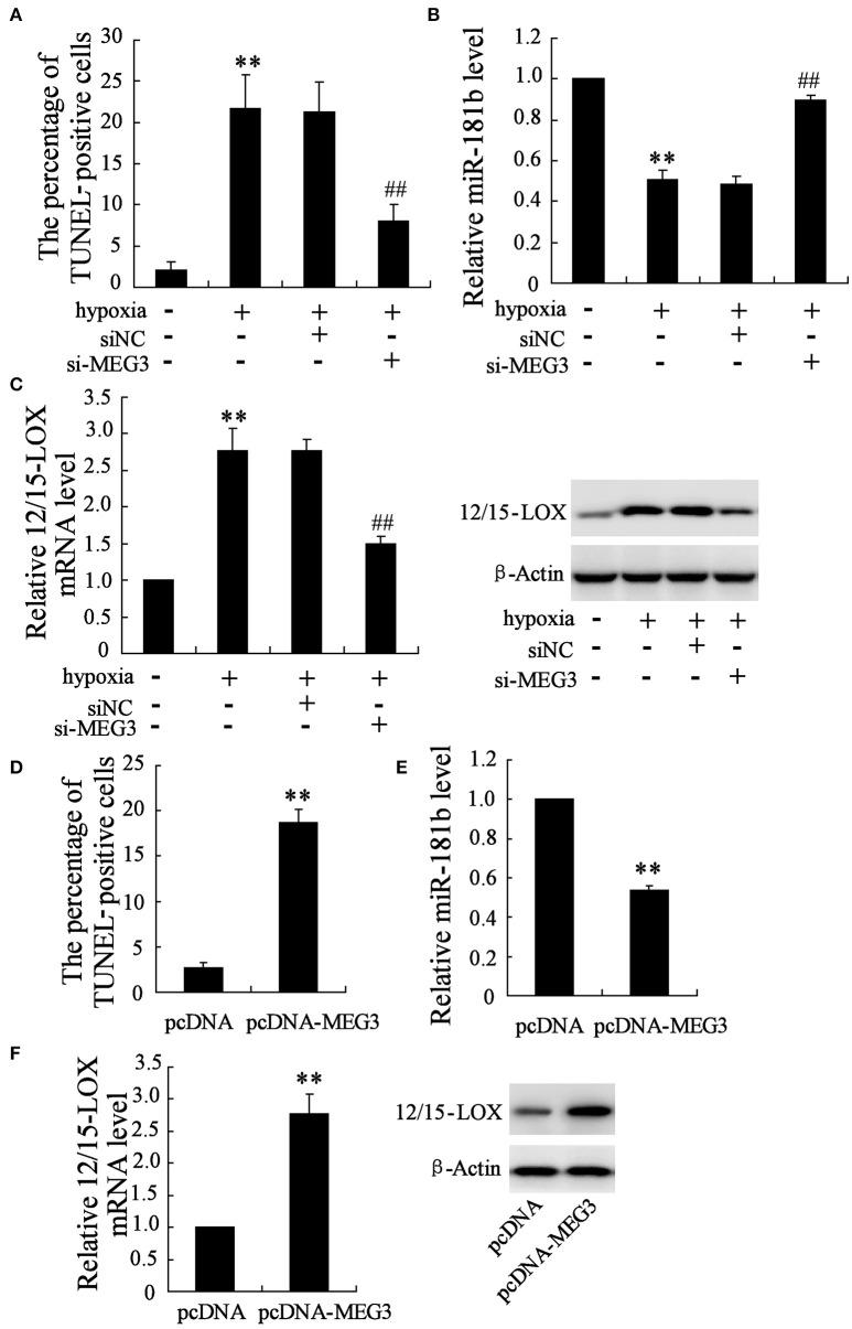 https://cdn.ncbi.nlm.nih.gov/pmc/blobs/a3a6/5009716/9bcb69f7bdb9/fncel-10-00201-g0002.jpg