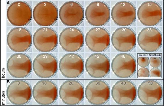 https://cdn.ncbi.nlm.nih.gov/pmc/blobs/a3ab/4180959/18dda7b3ceca/12915_2014_65_Fig4_HTML.jpg