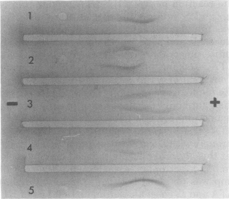https://cdn.ncbi.nlm.nih.gov/pmc/blobs/a3ae/414730/527068ba2ada/iai00192-0292-a.jpg