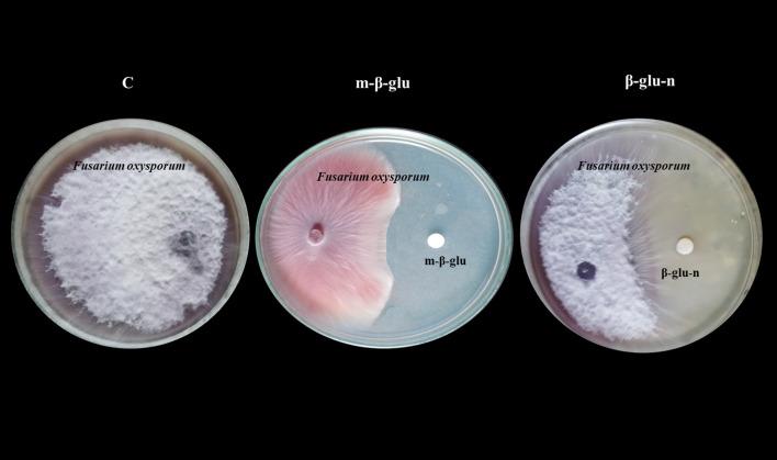 https://cdn.ncbi.nlm.nih.gov/pmc/blobs/a3b5/12343568/ab9ea2d1345b/fpls-16-1611582-g006.jpg