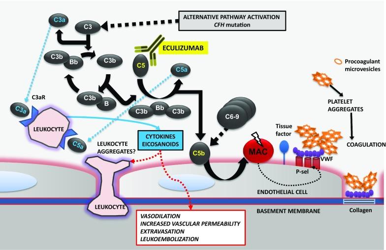 https://cdn.ncbi.nlm.nih.gov/pmc/blobs/a3b5/5876418/8b144fc3e561/10792_2017_470_Fig4_HTML.jpg
