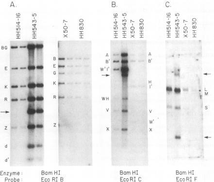 https://cdn.ncbi.nlm.nih.gov/pmc/blobs/a3b6/255597/2db63c939a71/jvirol00133-0188-a.jpg