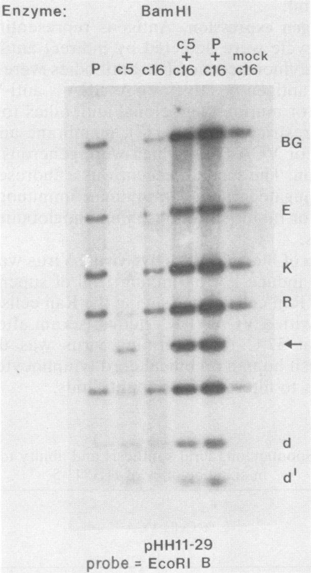 https://cdn.ncbi.nlm.nih.gov/pmc/blobs/a3b6/255597/6455a99ba317/jvirol00133-0184-a.jpg