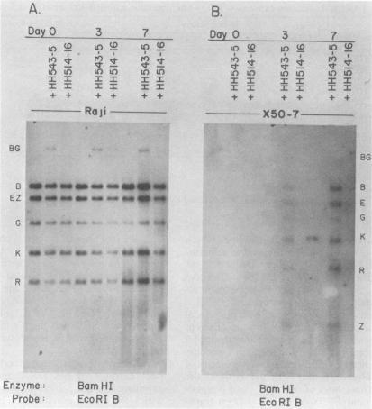 https://cdn.ncbi.nlm.nih.gov/pmc/blobs/a3b6/255597/814b6cd4169e/jvirol00133-0186-a.jpg