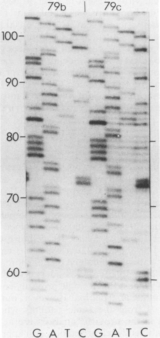 https://cdn.ncbi.nlm.nih.gov/pmc/blobs/a3bd/249182/4fb8ddc8b09e/jvirol00057-0415-a.jpg
