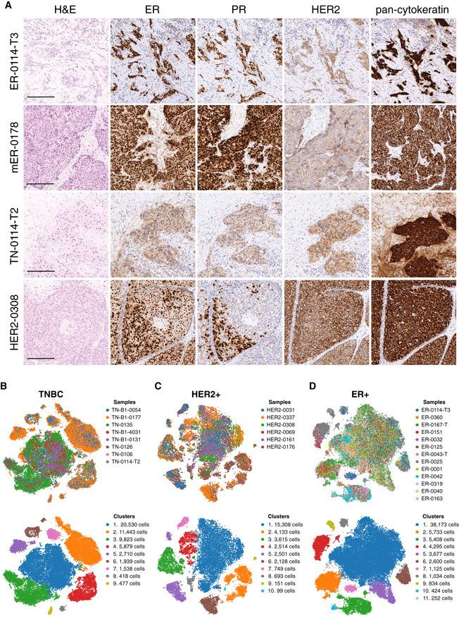 https://cdn.ncbi.nlm.nih.gov/pmc/blobs/a3bd/8167363/1380ff803116/EMBJ-40-e107333-g004.jpg