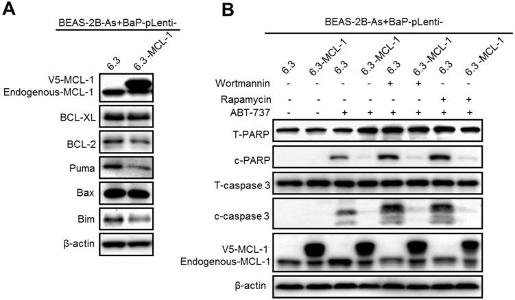 https://cdn.ncbi.nlm.nih.gov/pmc/blobs/a3be/7415806/22057a02b901/thnov10p9050g006.jpg