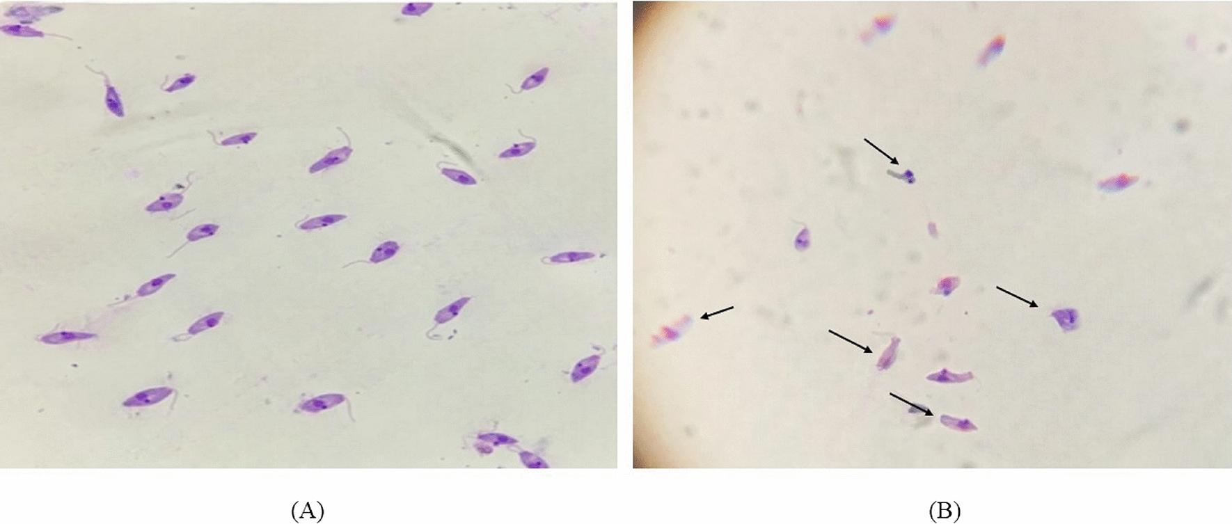 https://cdn.ncbi.nlm.nih.gov/pmc/blobs/a3c0/11655756/24914989955a/13568_2024_1800_Fig2_HTML.jpg