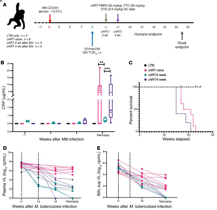 https://cdn.ncbi.nlm.nih.gov/pmc/blobs/a3c2/8803324/9e2711c0a0c3/jci-132-153090-g071.jpg