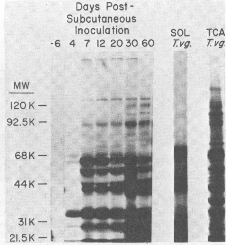 https://cdn.ncbi.nlm.nih.gov/pmc/blobs/a3c3/348061/cb49b605f6de/iai00144-0049-b.jpg