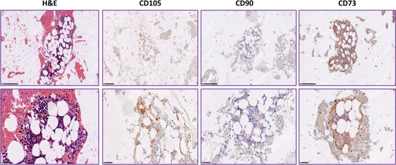 https://cdn.ncbi.nlm.nih.gov/pmc/blobs/a3c5/11616267/bce59000125c/12967_2024_5924_Fig6_HTML.jpg