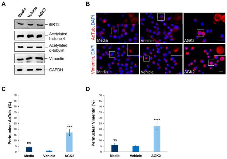 https://cdn.ncbi.nlm.nih.gov/pmc/blobs/a3cd/11639776/4fc0647f0b9d/cells-13-02023-g001.jpg